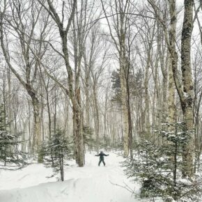 Ropes have been dropping on our gladed trails! Now serving up enchanted forest vibes for all ages. 🐿️
#hereforcannon #cannonismine #skinewhampshire #nhstateparks